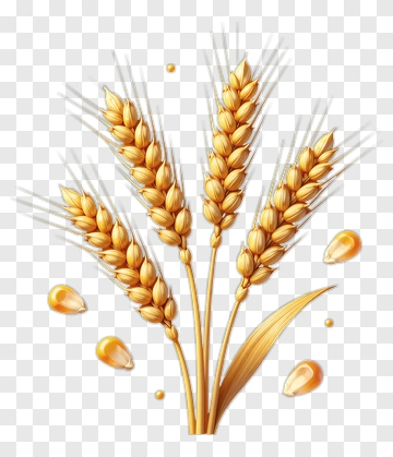 Wheat Sheaf With Grain PNG