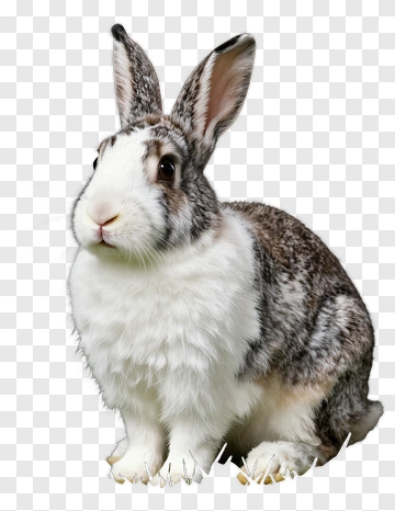 Gray And White Rabbit PNG