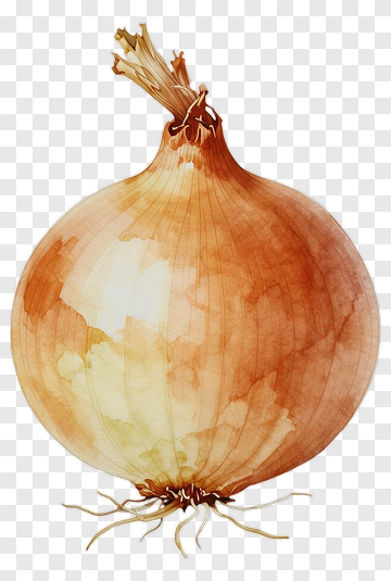 Watercolor Onion PNG