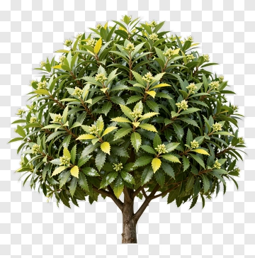 Green Tree With Leaves PNG