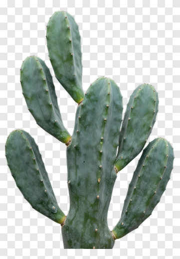 Cactus With Multiple Branches PNG