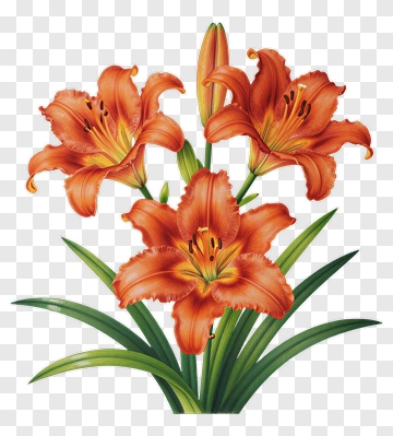 Orange Lily Flower Bouquet PNG