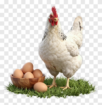 Chicken Standing Next To A Bowl Of Eggs PNG