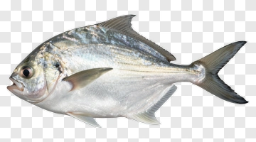 Silver Fish PNG