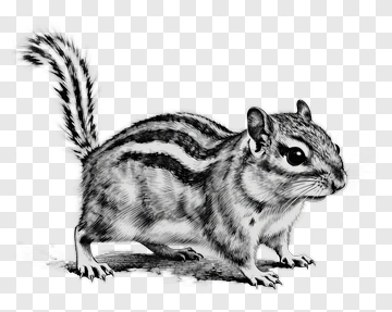 Illustration Of A Chipmunk PNG
