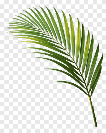 Green Palm Leaf PNG