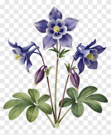 Purple Columbine Flower Bouquet PNG