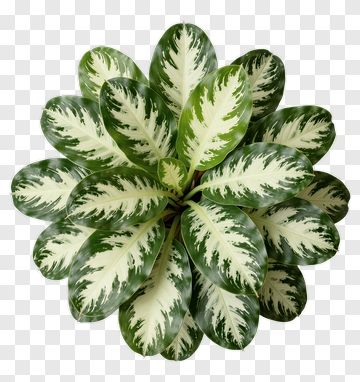 Variegated Houseplant With Green And White Leaves PNG