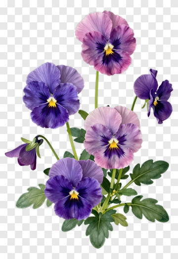 Colorful Pansy Flowers Arrangement PNG