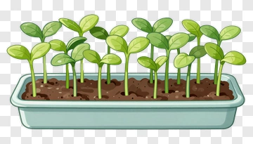 Cartoon Seedlings Growing In A Planter PNG