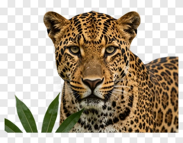 Leopard With Green Leaves PNG