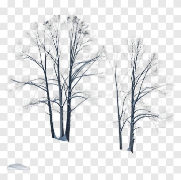 Bare Winter Trees PNG
