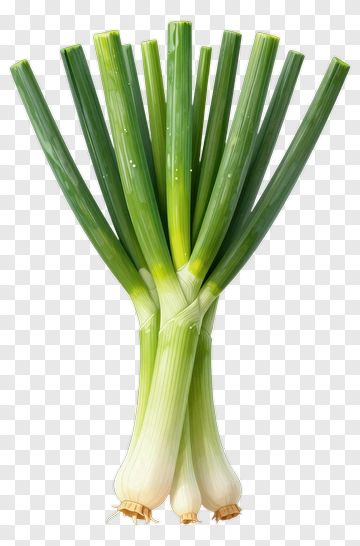 Fresh Green Onions Bunch PNG