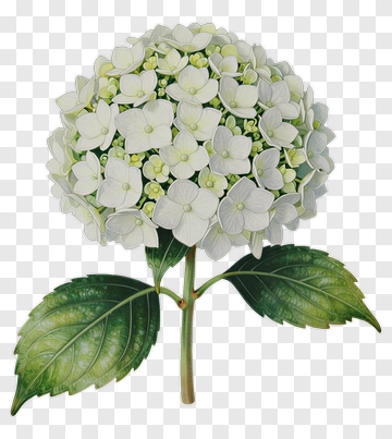 White Hydrangea Flower With Green Leaves PNG