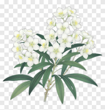 White Flower Bouquet PNG