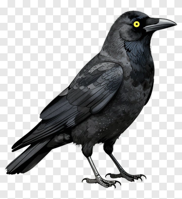 Realistic Black Crow PNG