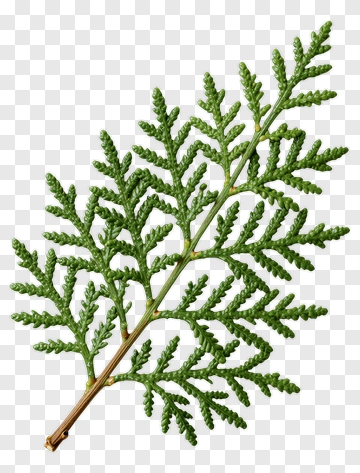Green Fern Leaf PNG