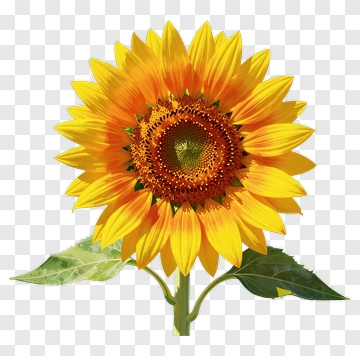 Sunflower With Bright Yellow Petals PNG