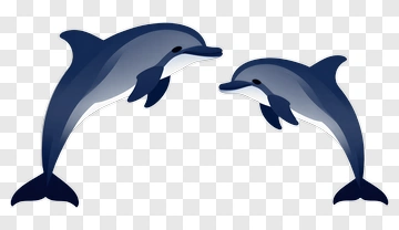 Dolphins Swimming Together PNG