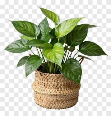Potted Green Plant In Woven Basket PNG
