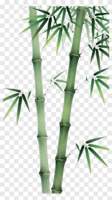 Bamboo Stalks With Green Leaves PNG