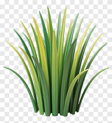 Green Grass Plant PNG
