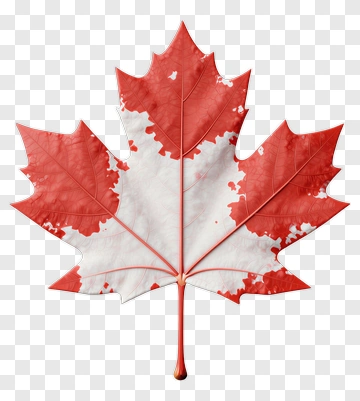 Maple Leaf With Red And White Colors PNG