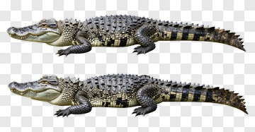 Crocodile Illustration PNG