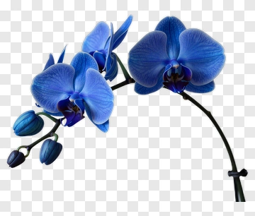 Blue Orchid Flower Stem PNG