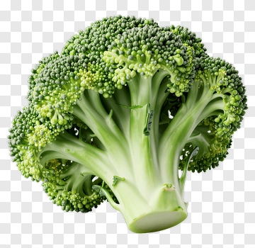 Fresh Broccoli PNG