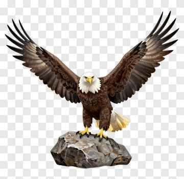 Bald Eagle Standing On A Rock PNG