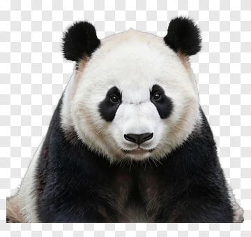 Panda Portrait PNG