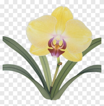 Yellow Orchid Flower PNG