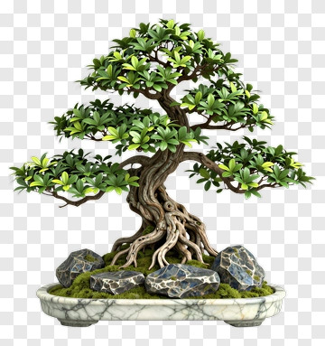 Bonsai Tree With Decorative Rocks PNG