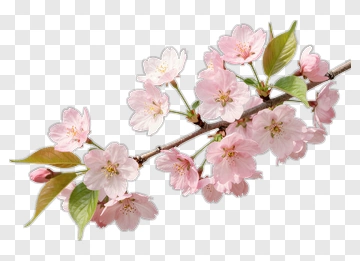 Cherry Blossom Branch With Pink Flowers PNG