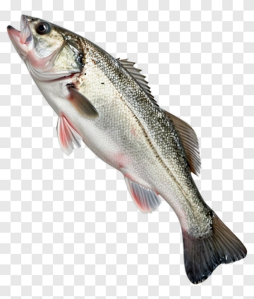Freshwater Fish PNG