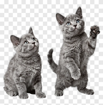 Gray Kittens Sitting And Playing PNG
