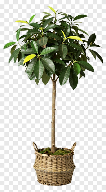 Potted Green Tree With Leaves PNG