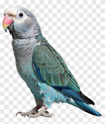 Blue Parrot PNG