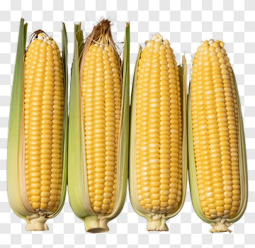 Fresh Corn On The Cob PNG