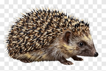 Realistic Hedgehog PNG