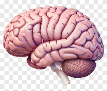 Realistic Human Brain PNG