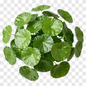 Green Leafy Plant Arrangement PNG