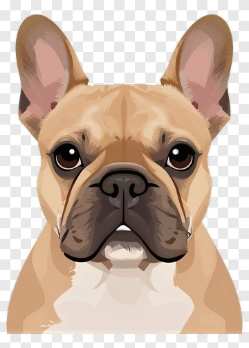 French Bulldog Portrait PNG