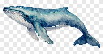 Watercolor Whale PNG