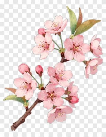 Cherry Blossom Branch PNG