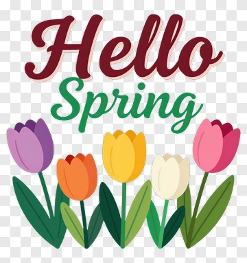 Hello Spring With Colorful Tulips PNG