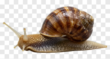 Snail With A Spiral Shell PNG