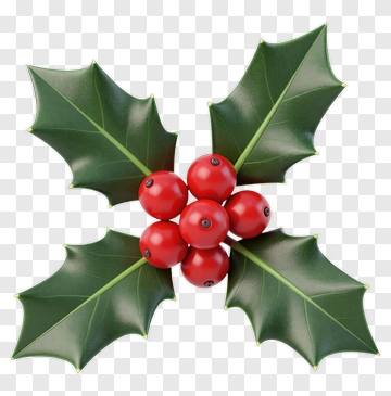 Holly Leaves And Berries PNG