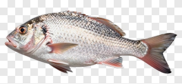 Realistic Fish PNG